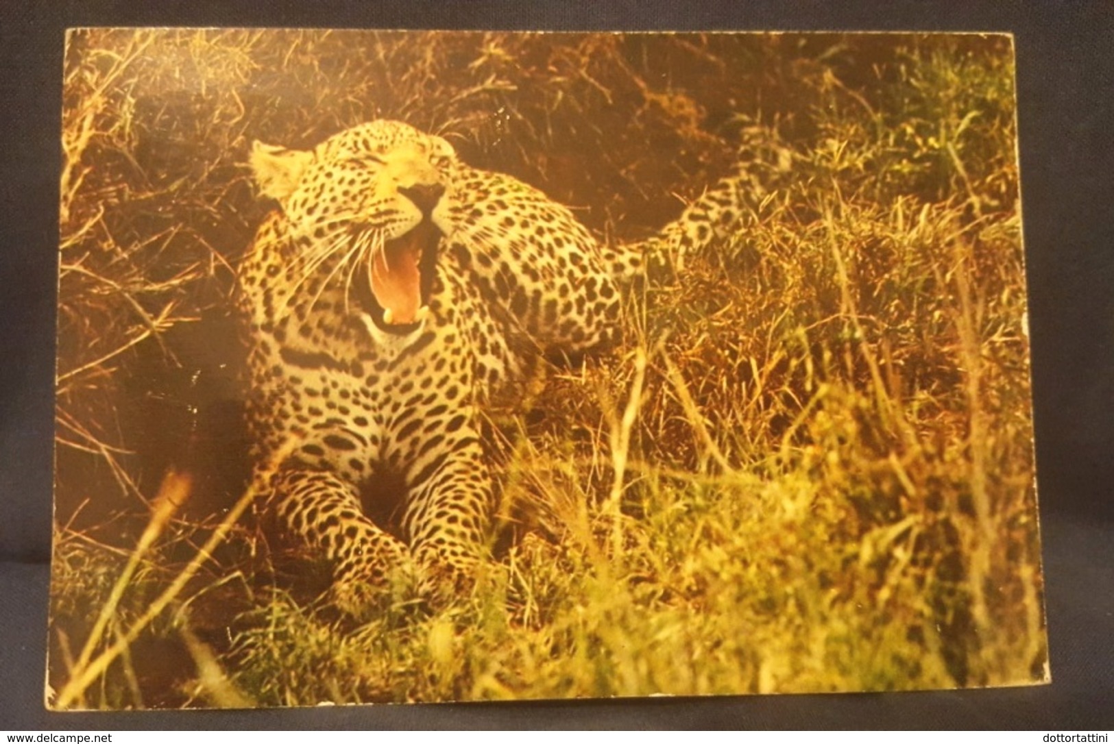 LEOPARDO - Fauna Africana - Costa D'Avorio - Cote D'Ivoire Animals Leopard  Vg - Tigres