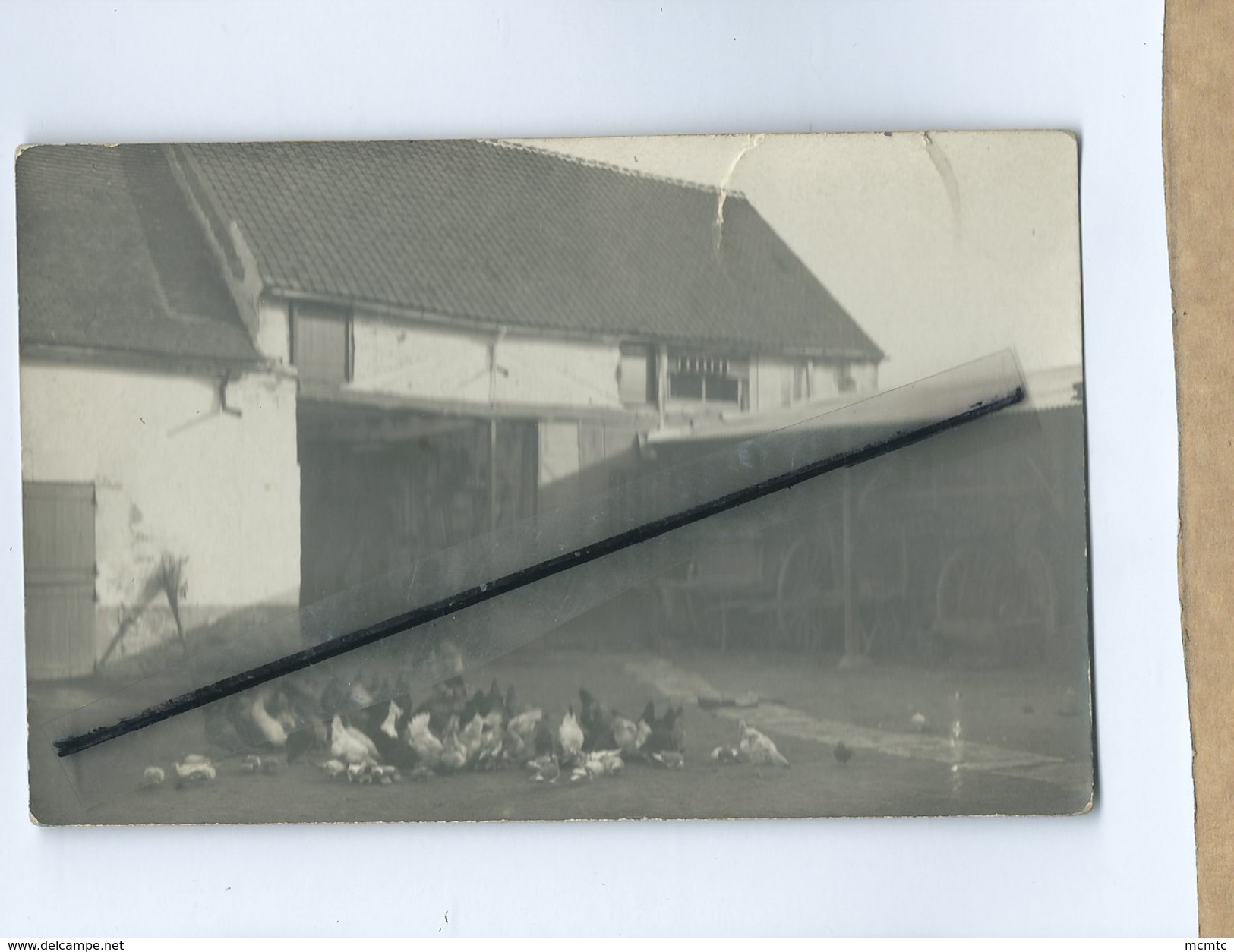 Carte Photo Déchirée - Intérieure De Cour De Ferme , Poules , Coq Poussins Volailles - Farms