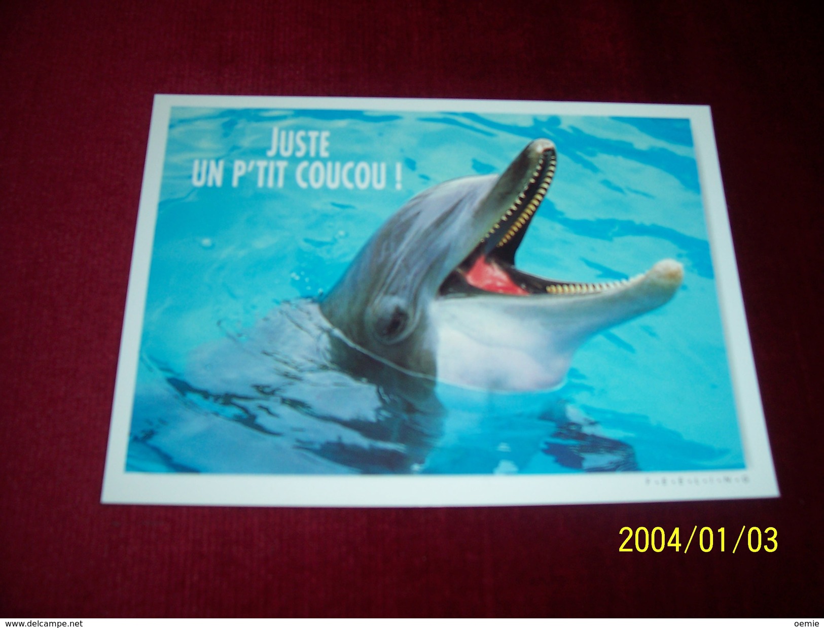 LOT 9 CARTES DE  POSTALES   ° THEME   DES  DAUPHINS