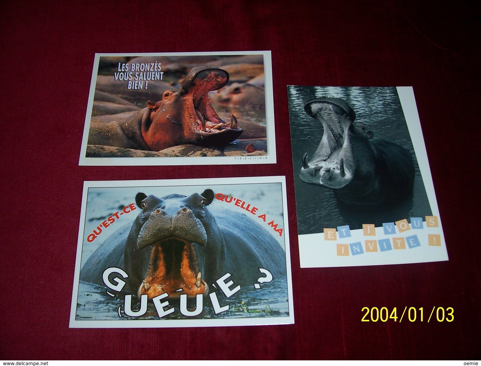 LOT 3 CARTES DE  POSTALES   ° THEME   DES  HIPPOPOTAMES - Hippopotames