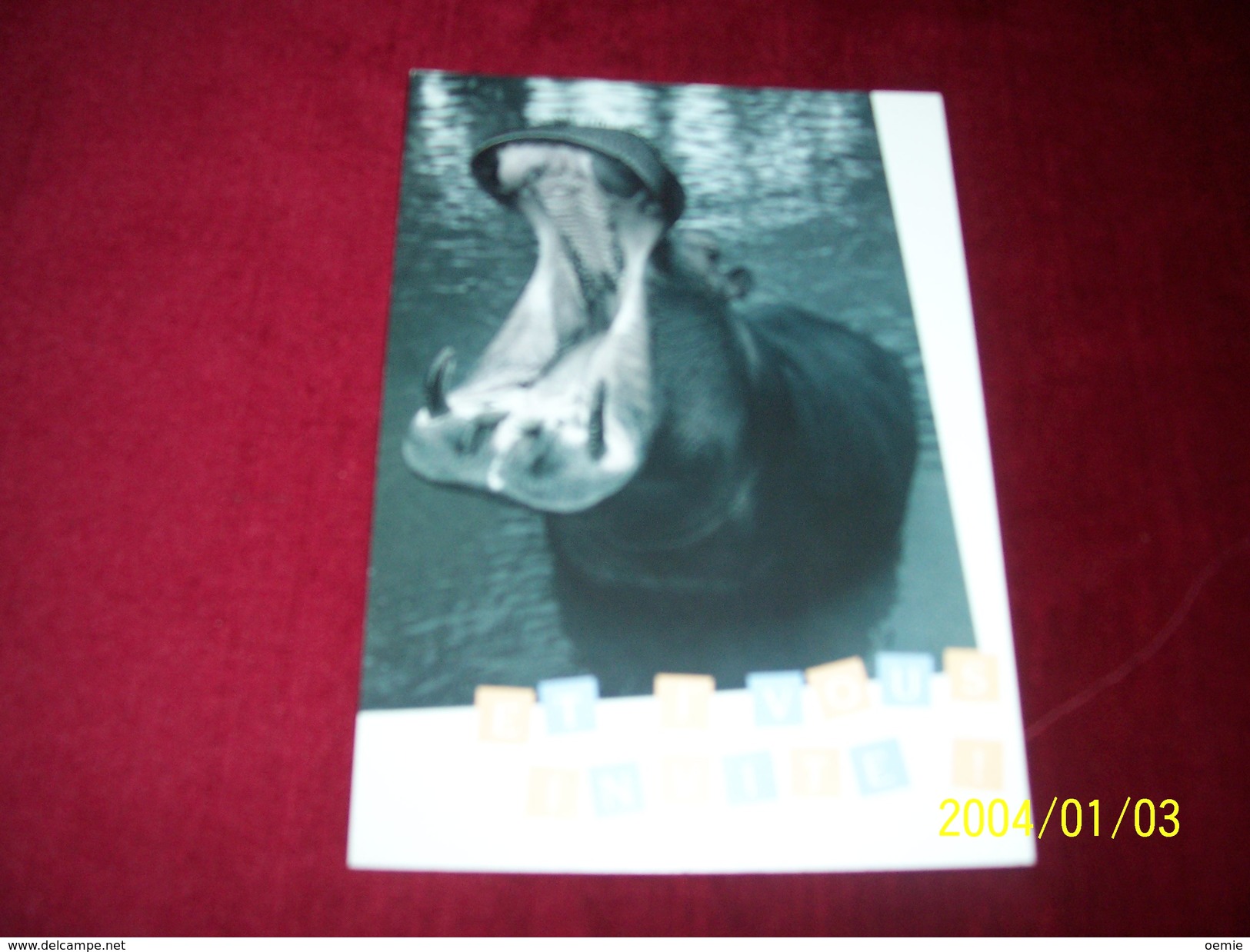 LOT 3 CARTES DE  POSTALES   ° THEME   DES  HIPPOPOTAMES - Hippopotames