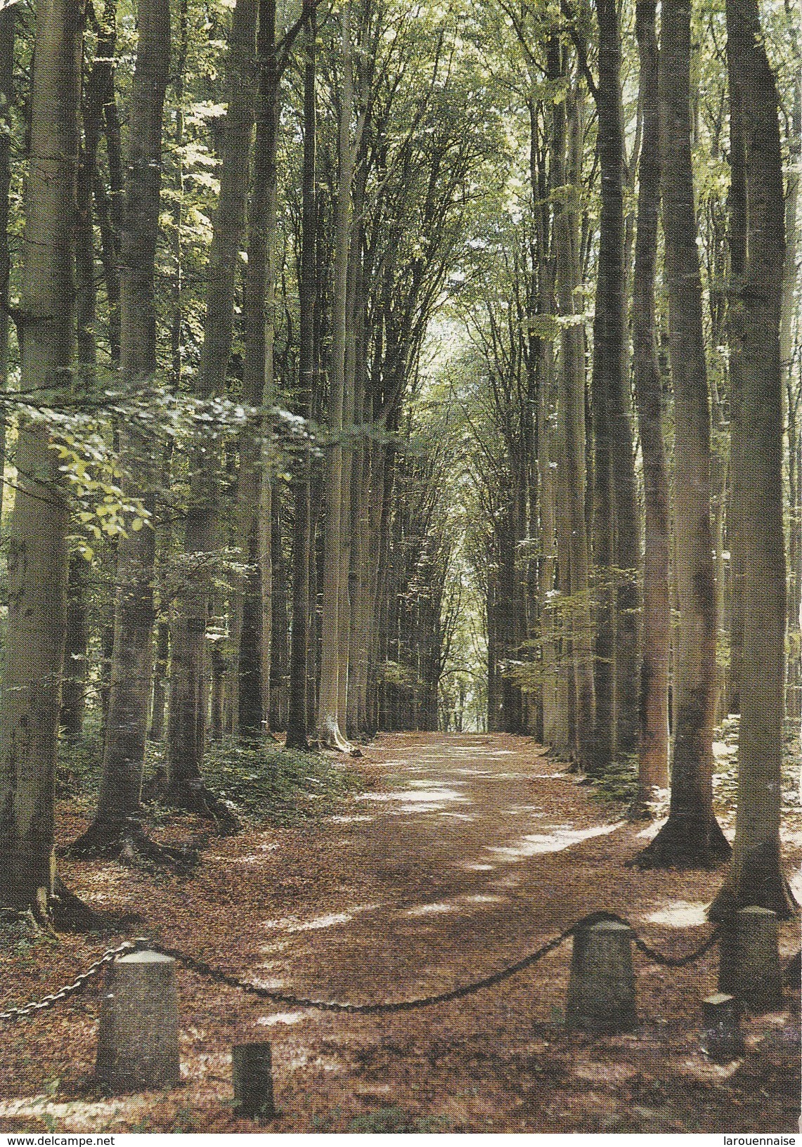 76 - VALMONT - " La Grande Allée" Forêt De Hêtres - Valmont