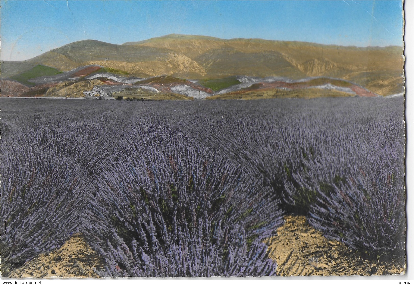 CAMPO DI LAVANDA NEL SUD DELLA FRANCIA - VIAGGIATA 1963 FRANCOBOLLO ASPORTATO - Plantes Médicinales