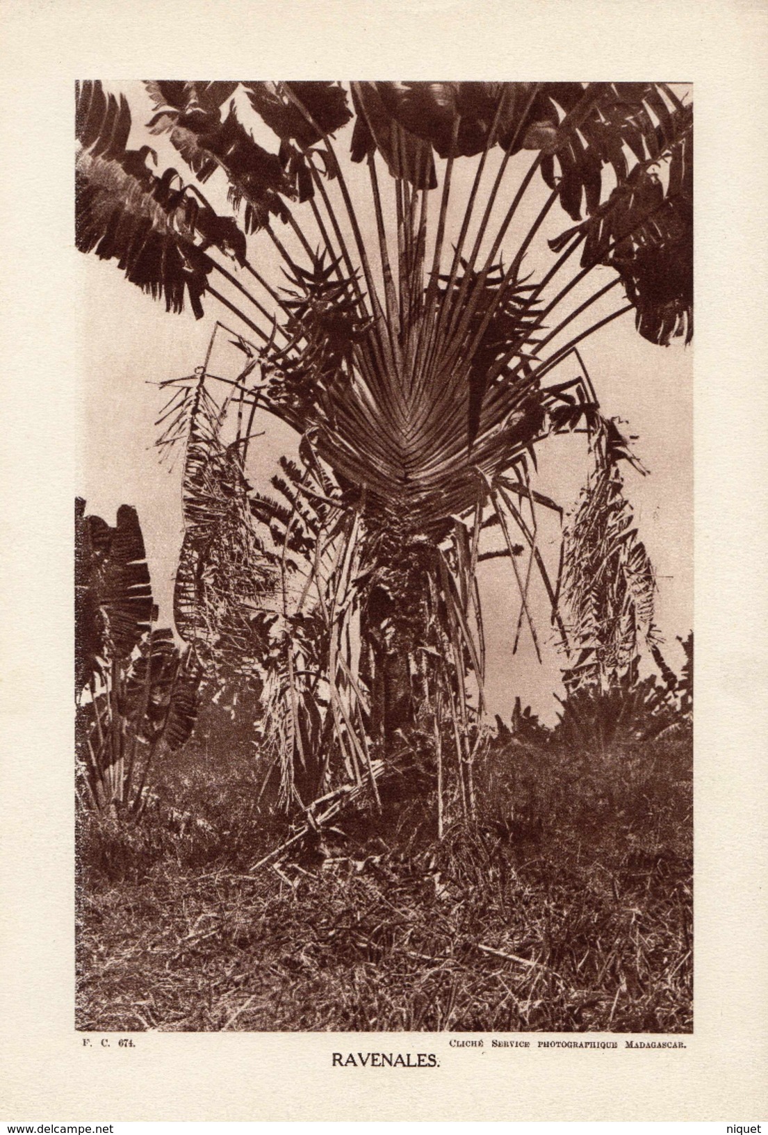 LA REUNION, RAVENALES, Planche Densité = 200g, Format 20 X 29 Cm, (Serv. Photo. Madagascar) - Géographie