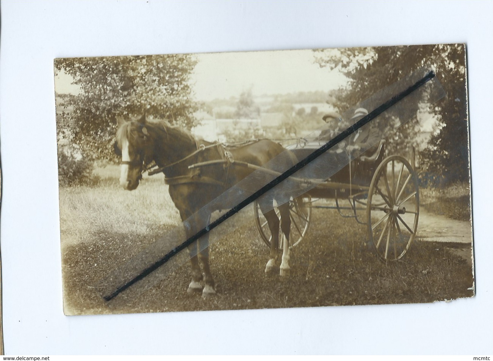 Carte Photo : Attelage Cheval - Chevaux