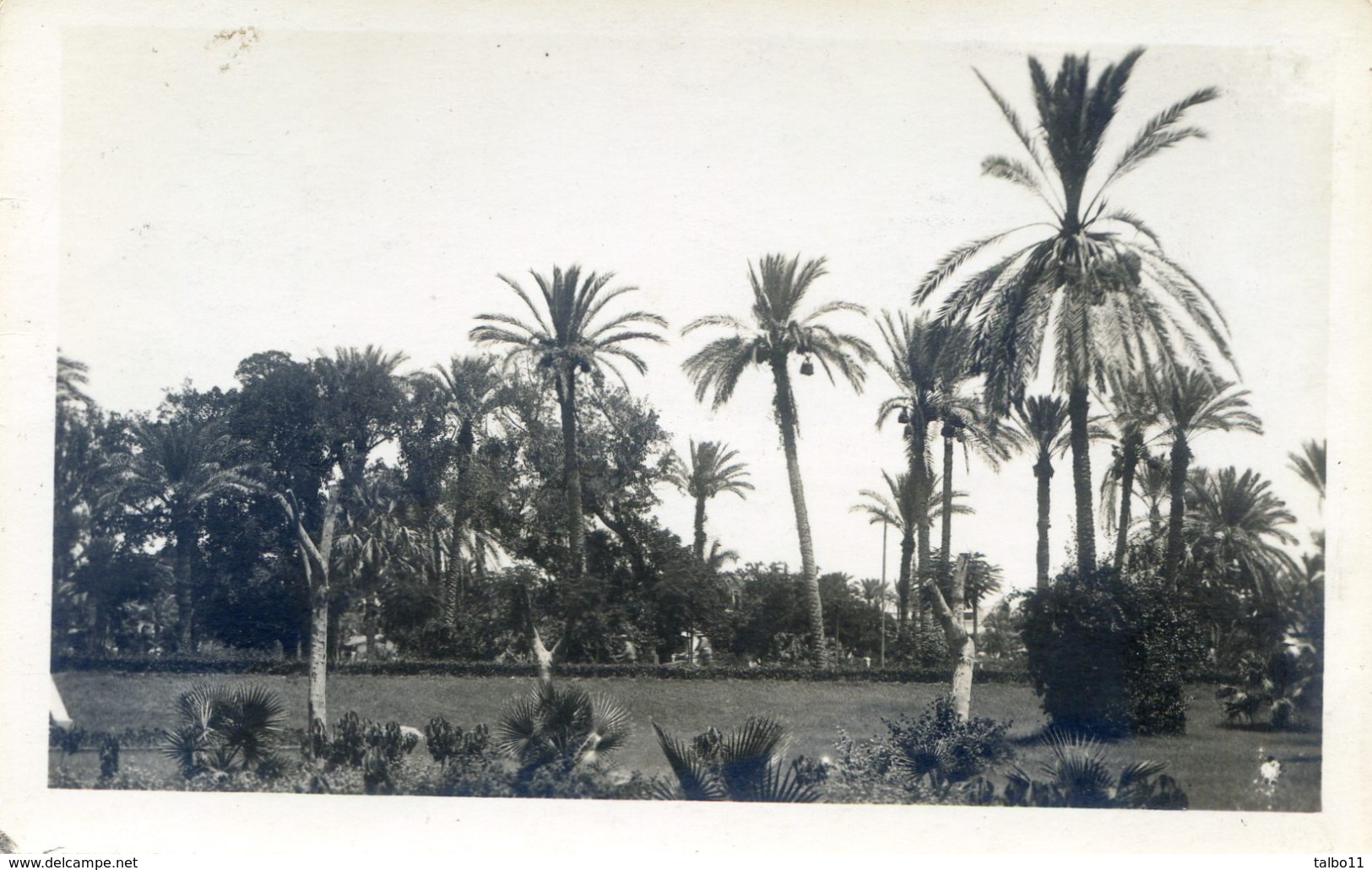 Egypte - Jardin D'Ismailia - Carte Photo - Le Caire