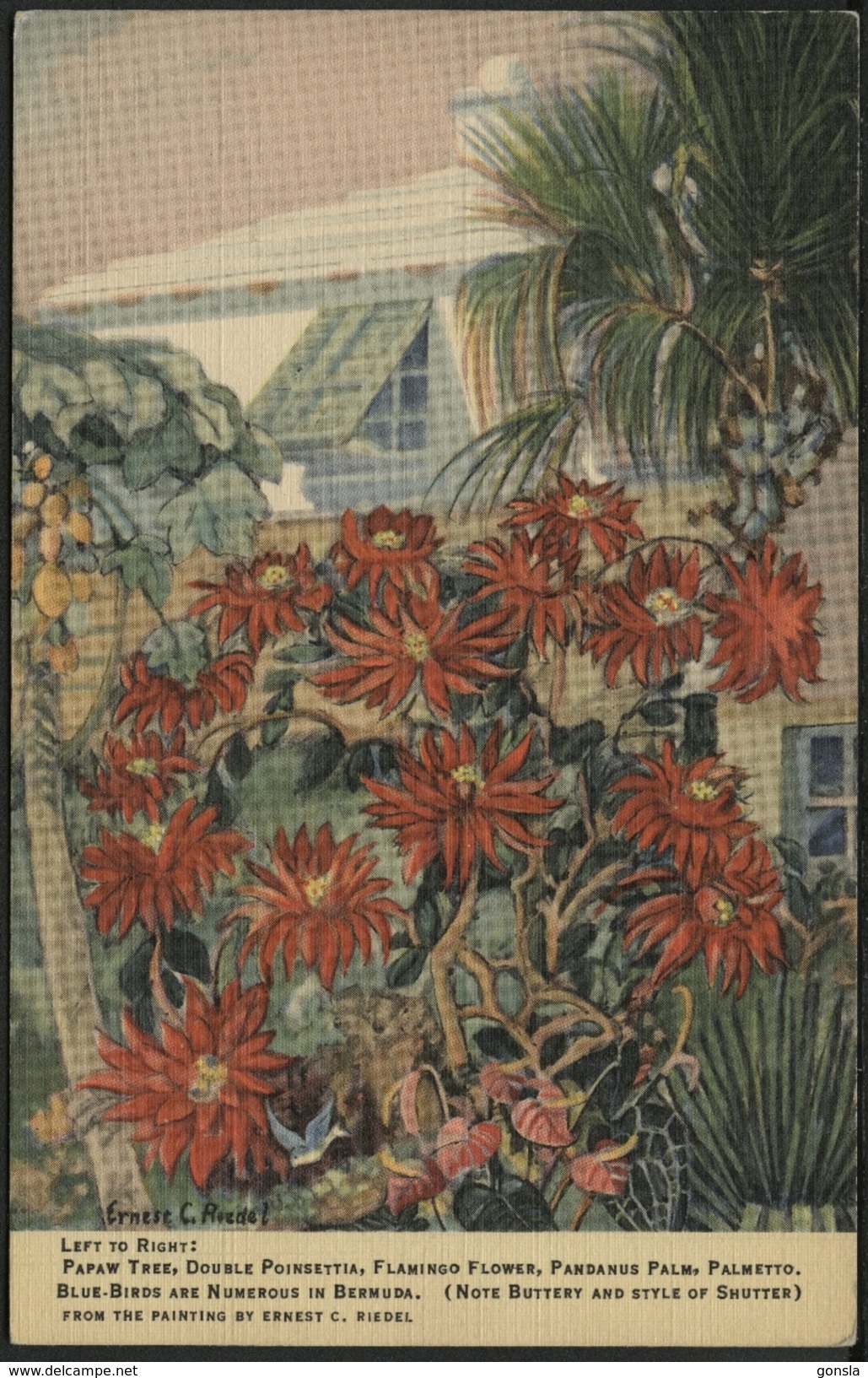 BERMUDA 1940 : NATURE FROM THE PAINTING. By Ernest C. Riedel - Autres & Non Classés