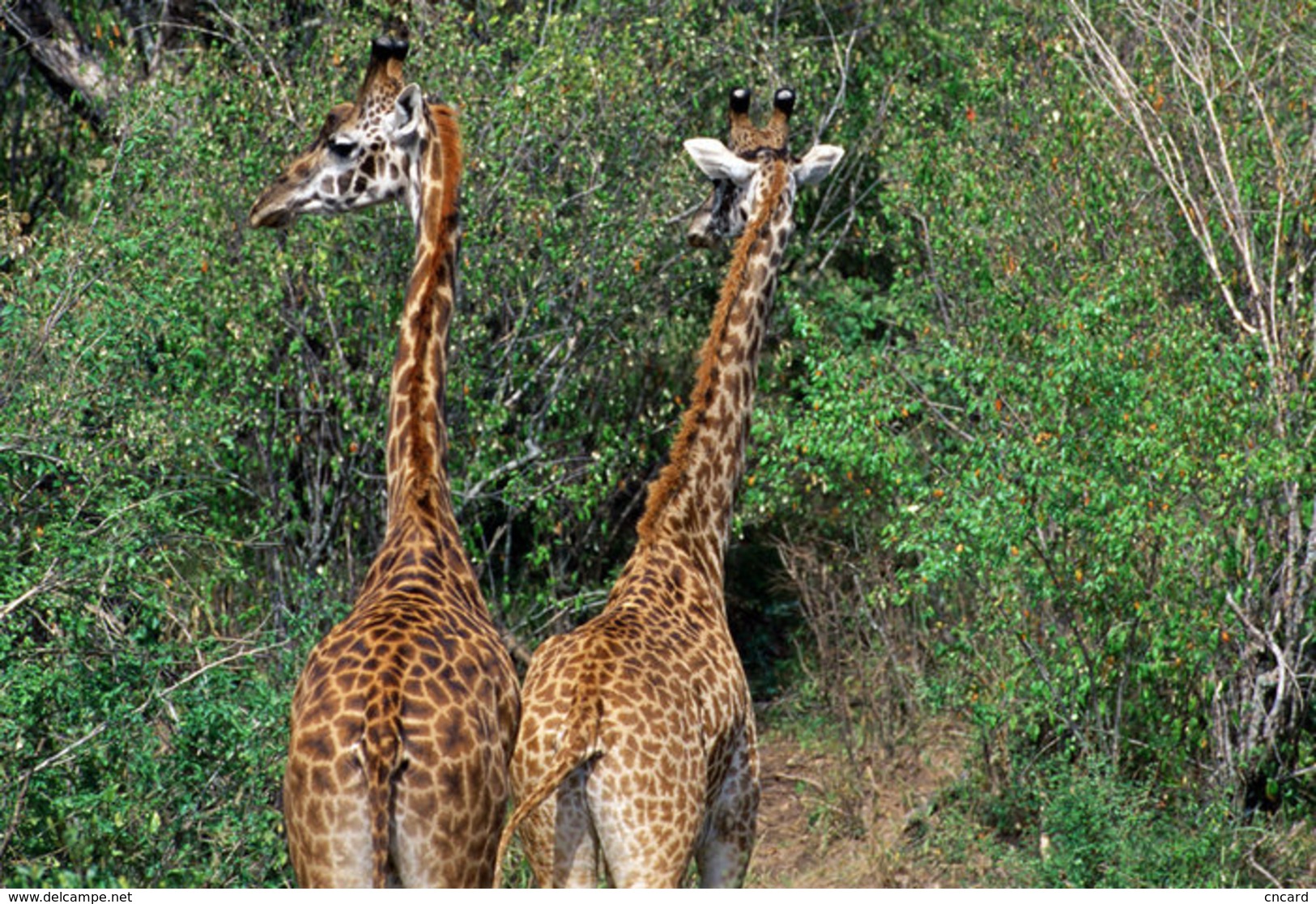 [ T95-111   ]   Mammal Giraffes , China Pre-stamped Card, Postal Stationery - Giraffen