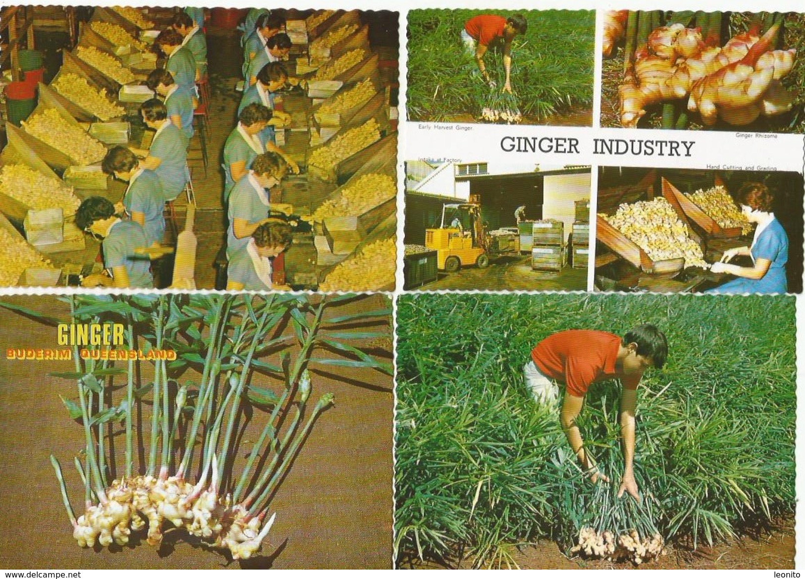 BUDERIM Australia Queensland Sunshine Coast GINGER INDUSTRY Harvesting 4 Cards - Sunshine Coast