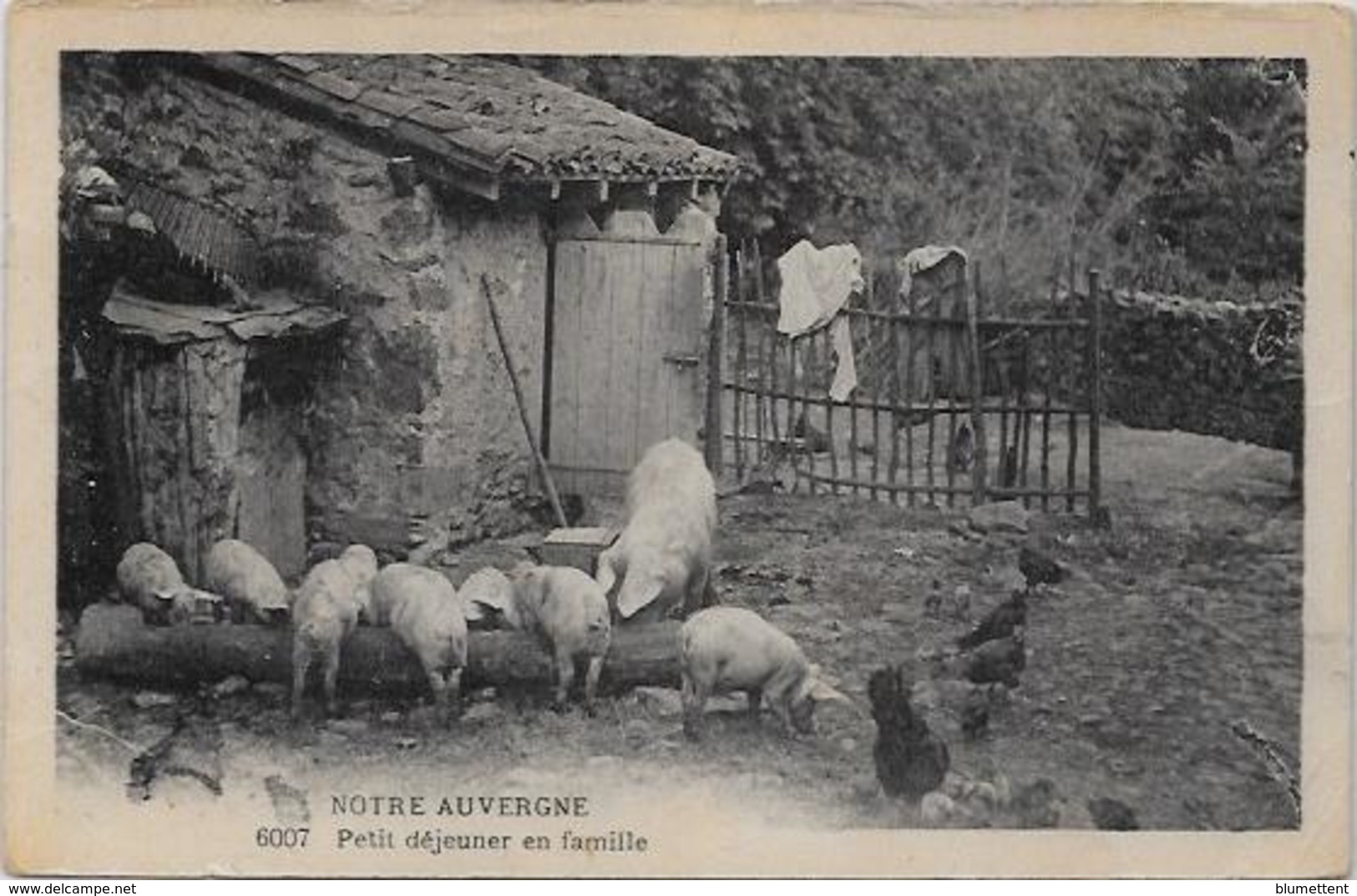 CPA Auvergne Métier Type Circulé Ferme Cochon Pig - Auvergne