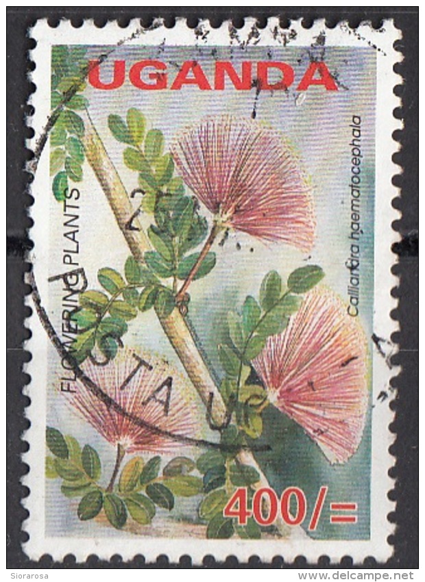 Uganda 2005 Sc. 1855 Fiori Flowers Calliandra Haematocephala Flowering Plants - Vegetazione