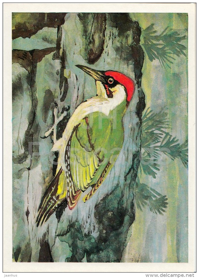 European Green Woodpecker - Picus Viridis - Birds Of Russian Forest - 1979 - Russia USSR - Unused - Oiseaux