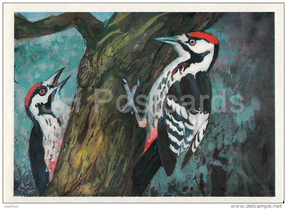 Great Spotted Woodpecker - Dendrocopos Major - Birds Of Russian Forest - 1979 - Russia USSR - Unused - Oiseaux