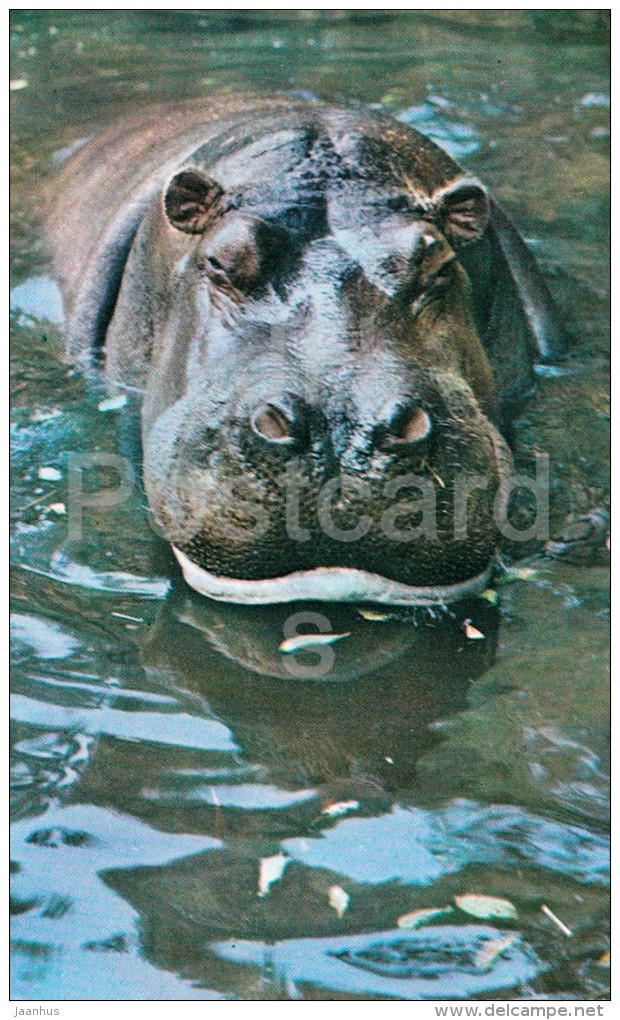 Hippopotamus - Hippopotamus Amphibius - Zoo - 1976 - Russia USSR - Unused - Hippopotames