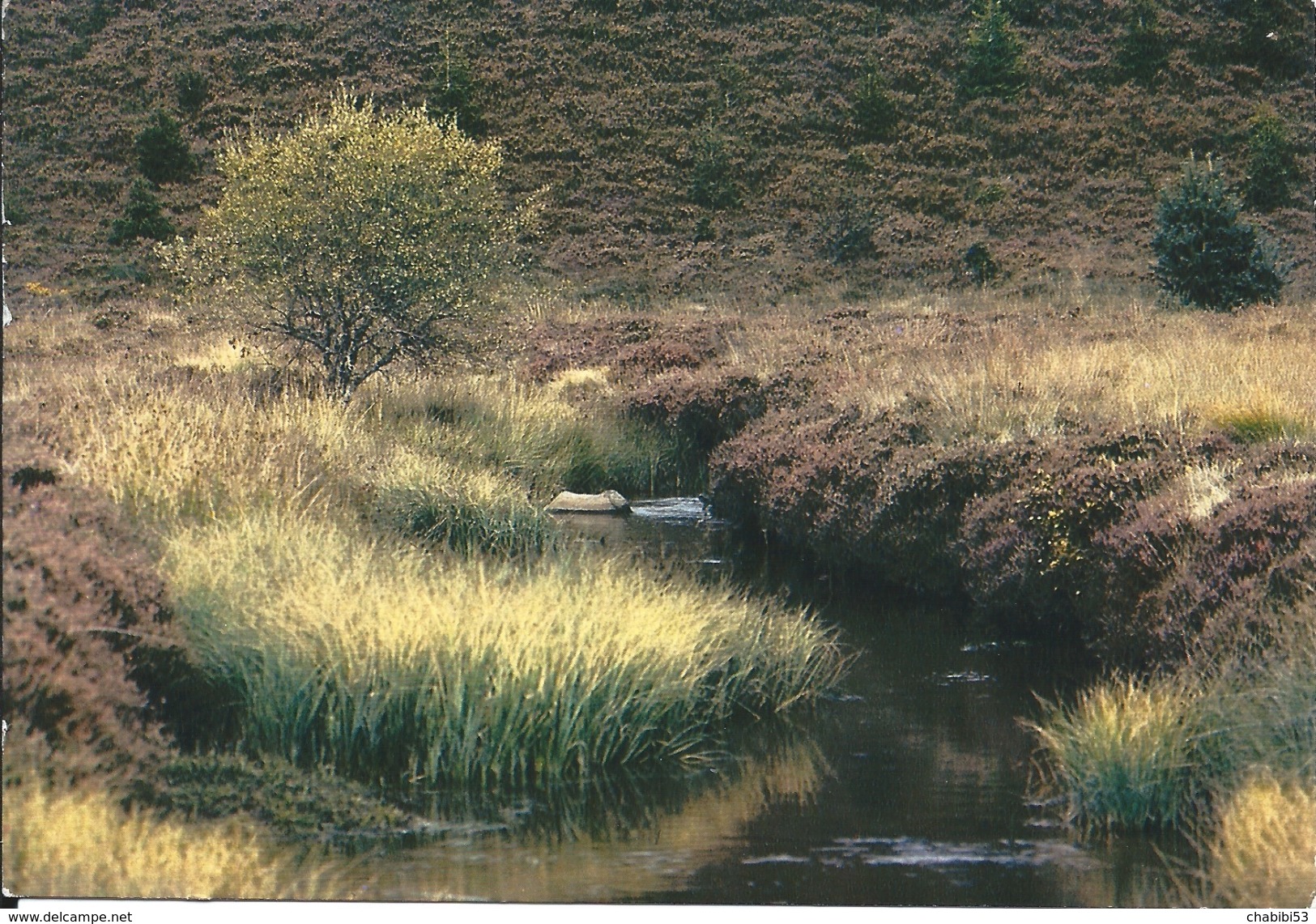 19 -  Plateau De Millevaches - Limousin