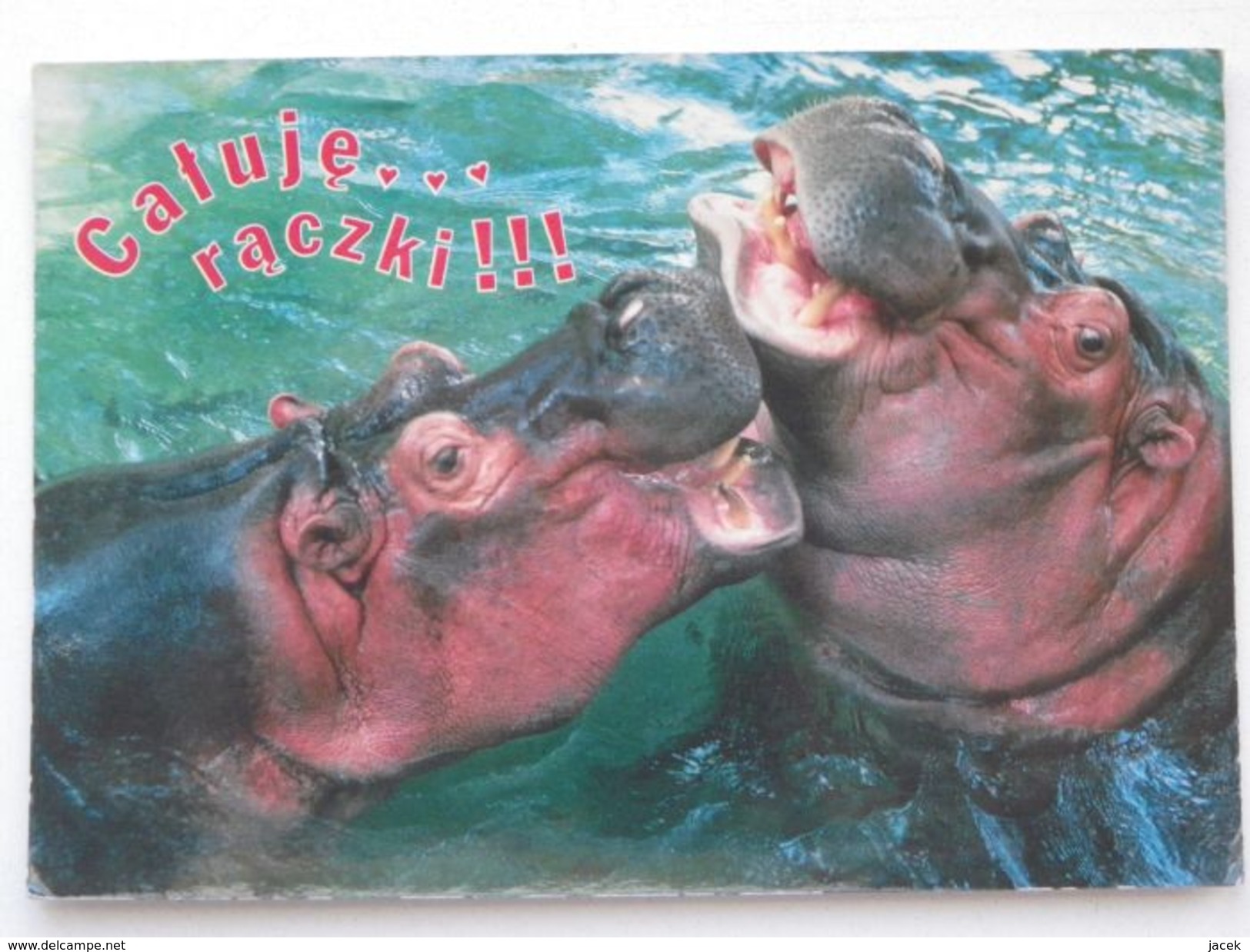 Hippo /   Polish Postcard - Hippopotamuses