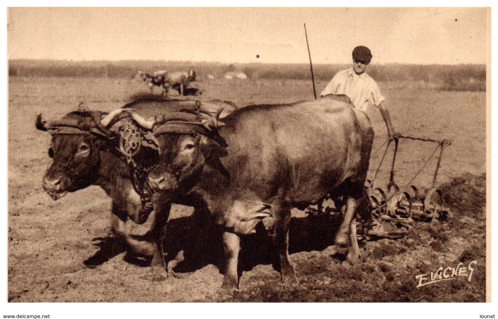 Agriculture Attelage Landais Travaux Aux Champs - Pouillon Année 1958 - Attelages