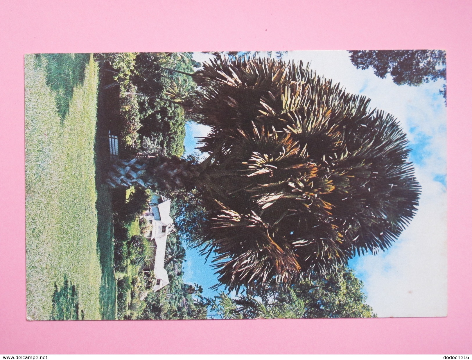 ANTILLES - KINGSTOWN - The Talipot Palm In The Botanic Gardens - San Vicente Y Las Granadinas