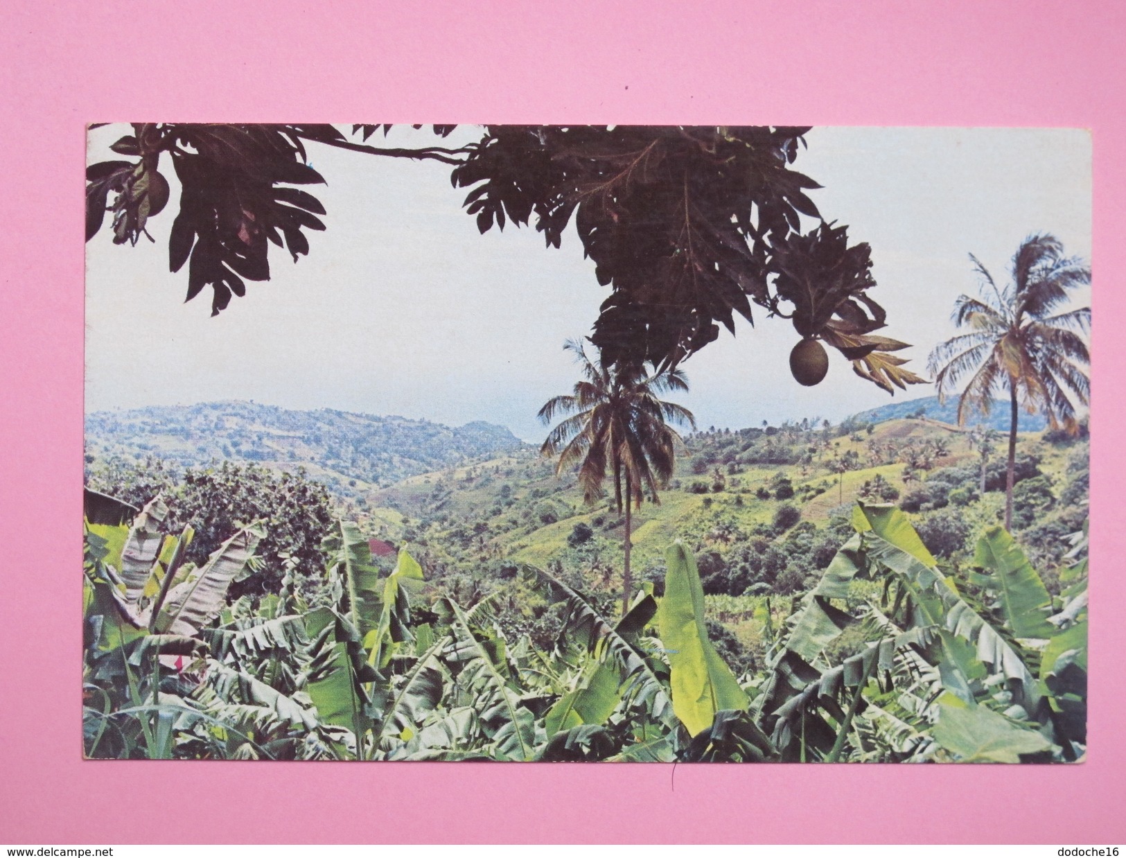 ANTILLES - Fertile Valley In SAINT VINCENT - Saint-Vincent-et-les Grenadines