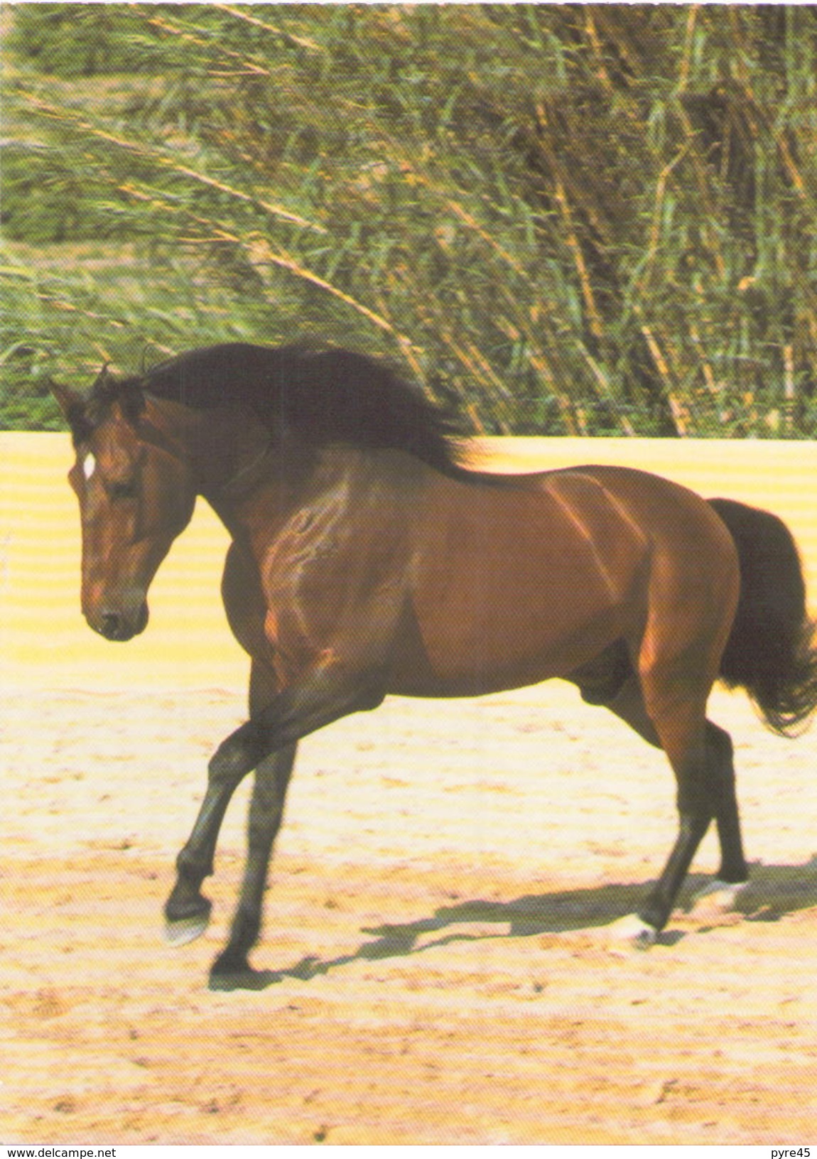 Andalou - Pferde