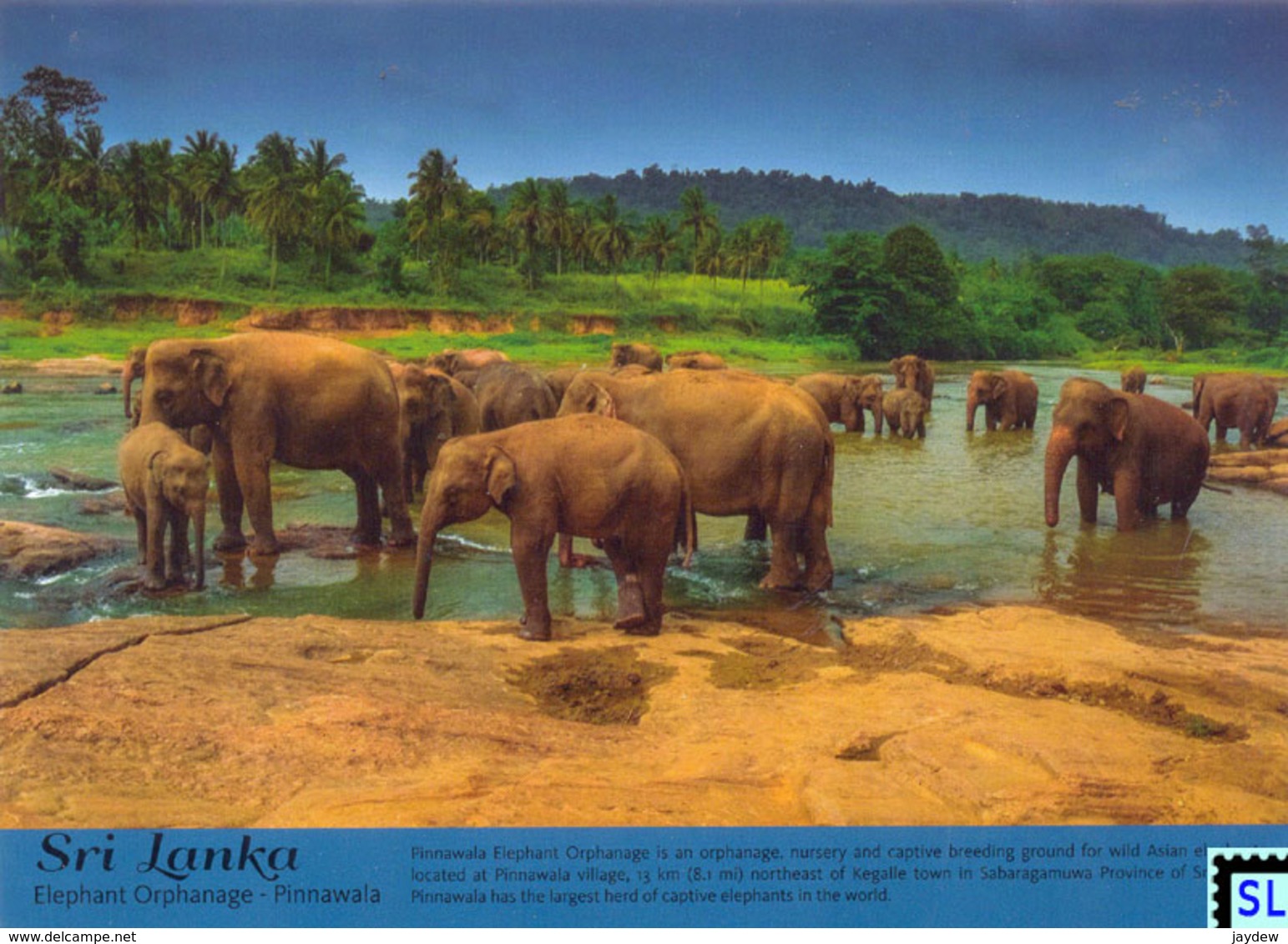 Sri Lanka Postcards, Elephant Orphanage Pinnawala, Elephants, Postcrossing - Sri Lanka (Ceylon)