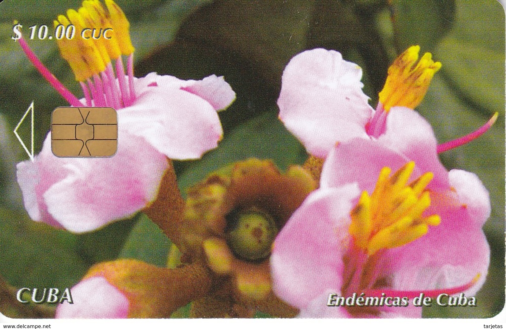 245 TARJETA DE CUBA DE LA FLOR HIERRO (FLOWER) - Flores