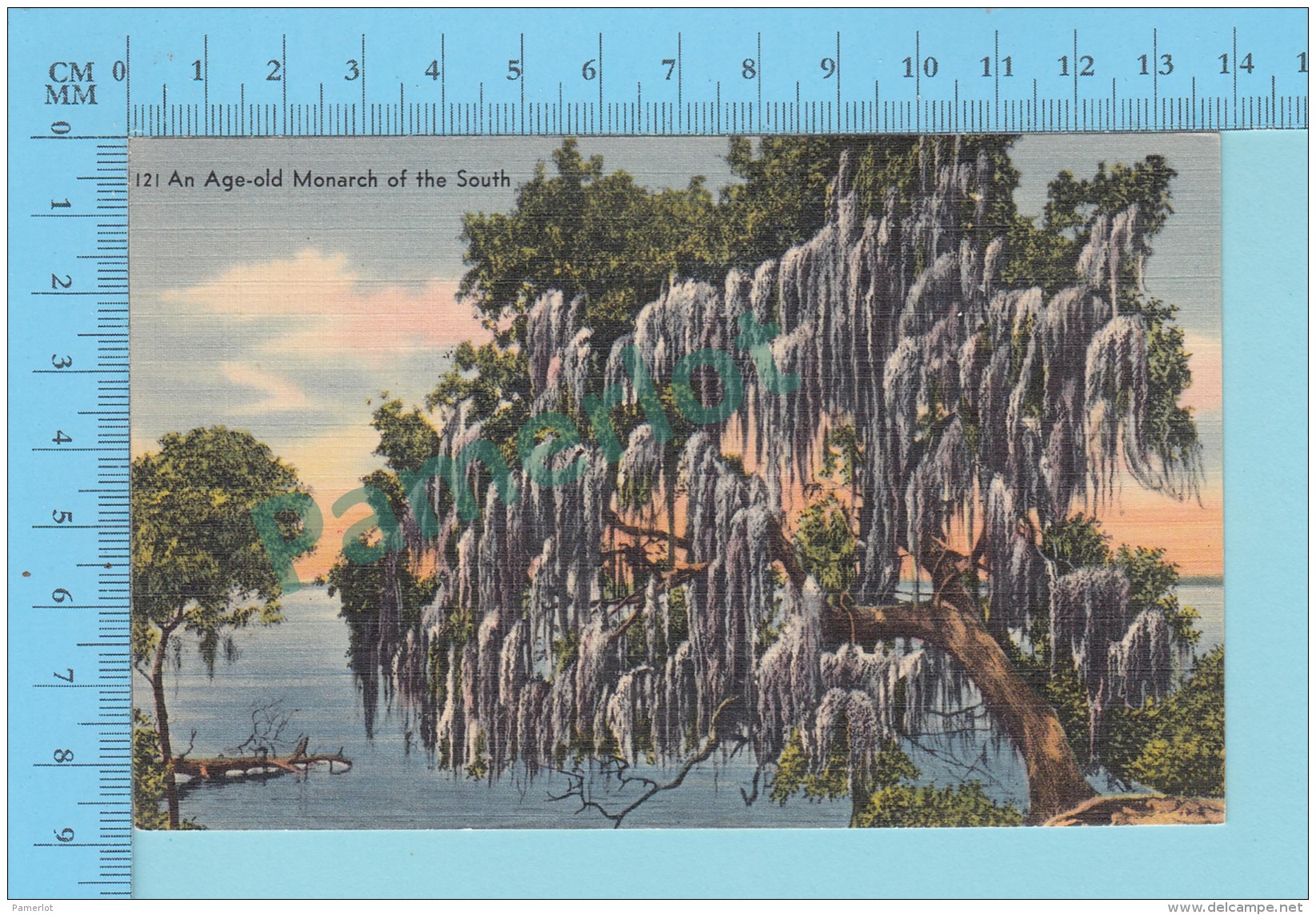 Oaks  -Live Oaks Centurie Old With Trailing Spanish Moss  - Linnen Postcard Lin -  Vintage Ancienne - 2 Scans - Arbres