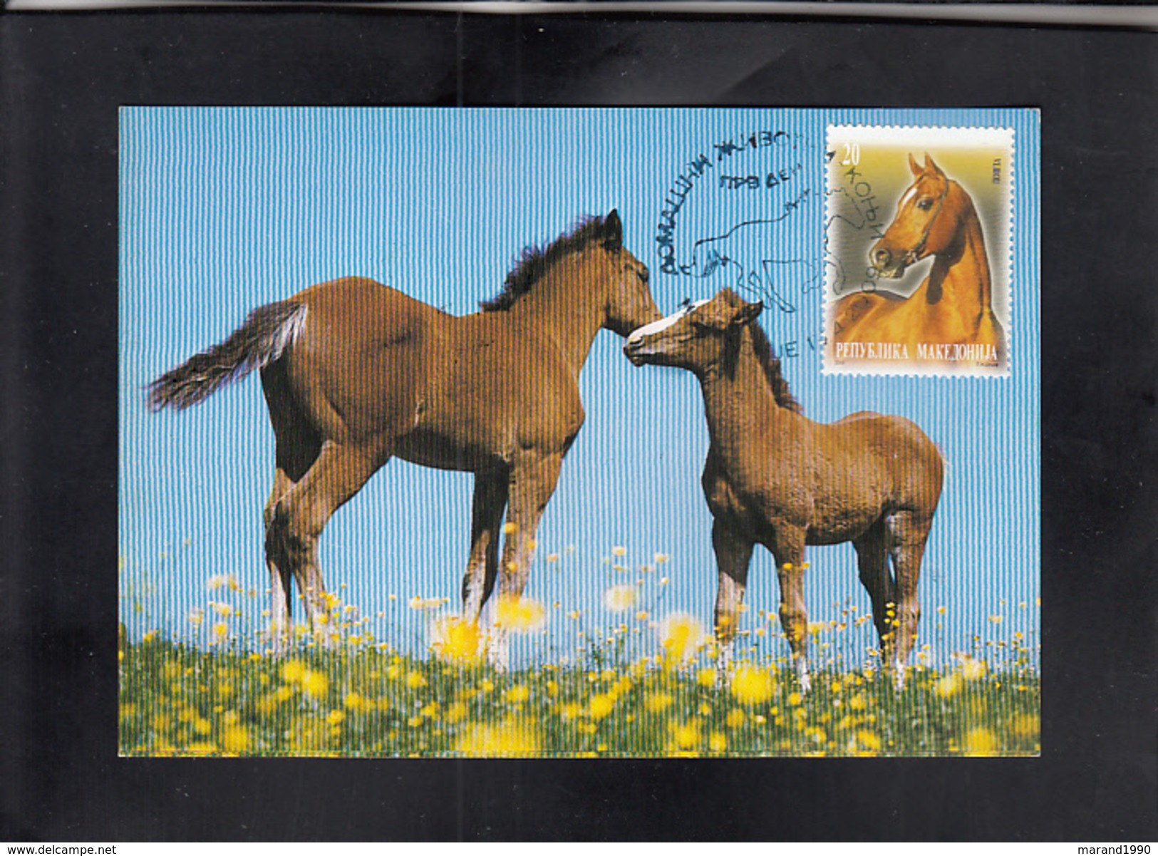 MACEDONIA, 2009, CARTE MAXIMUM, MICHEL 500 - ANIMALS-HORSES ** - Chevaux