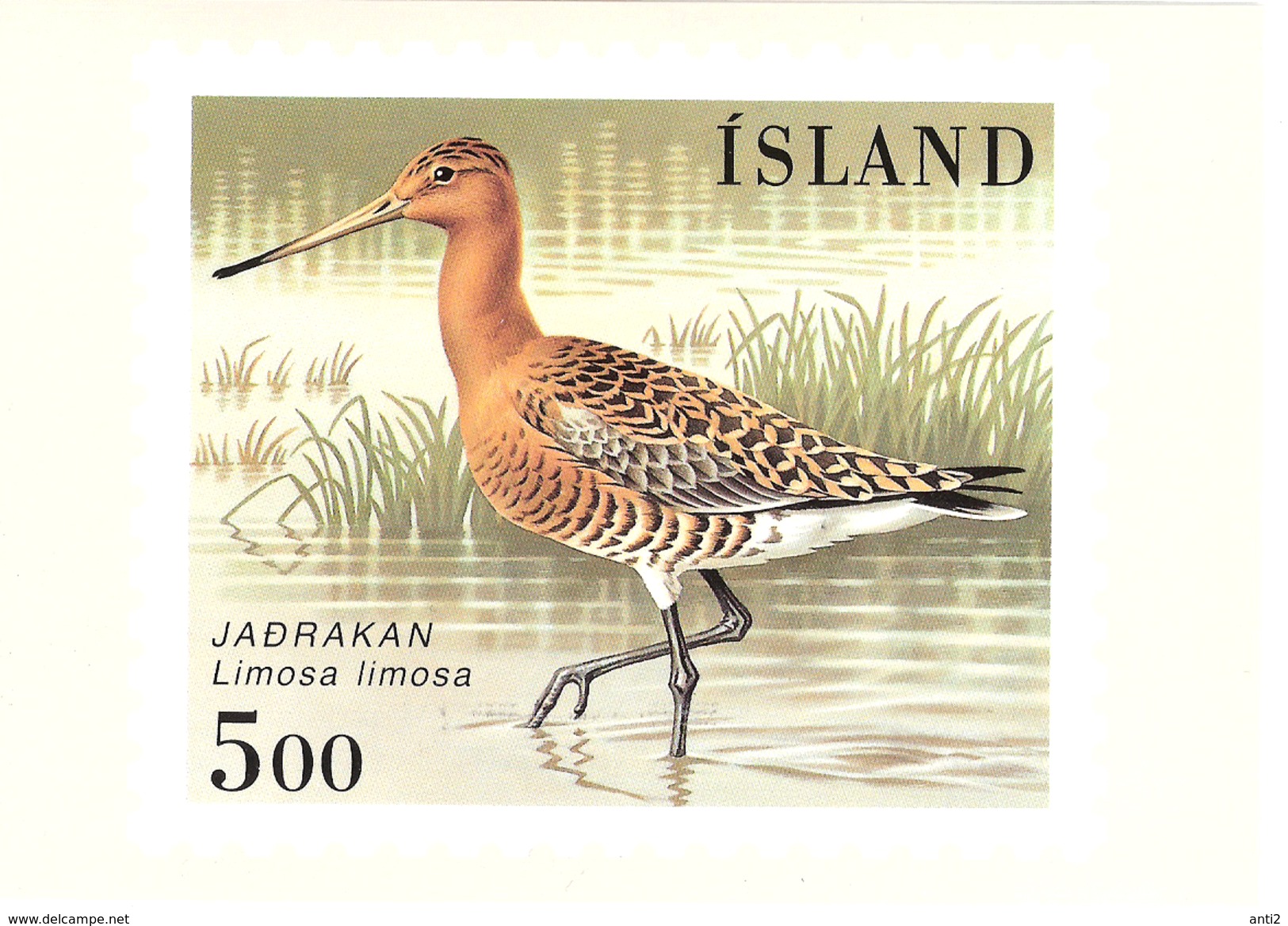 Iceland 1988 Bird, Black-tailed Godwit   Maximum Card - Only Card - Cartes-maximum