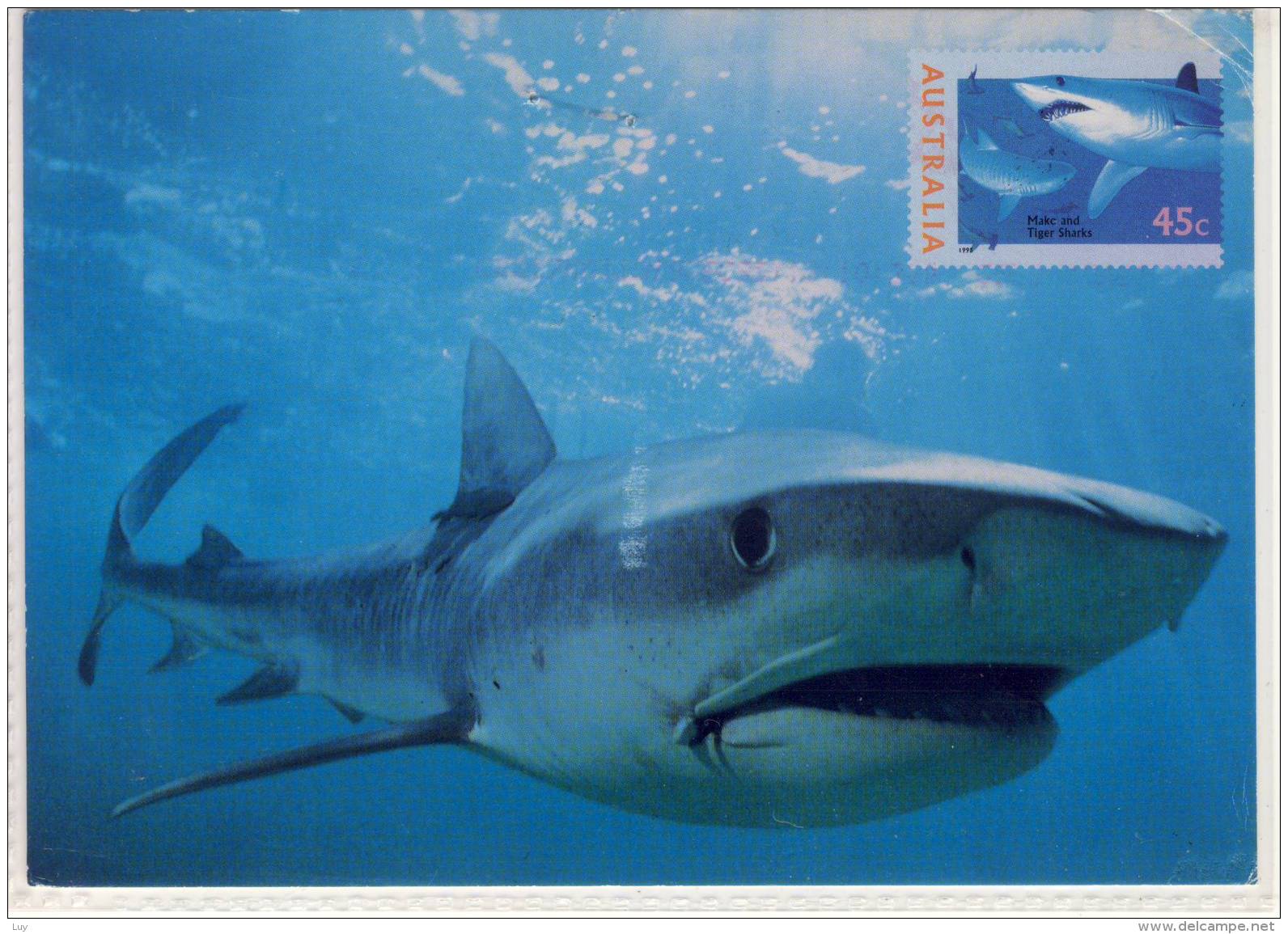 AUSTRALIA - TIGER SHARK, Maximum  Card Galeocerdo Cuvier,  Pre-paid Postage - Other & Unclassified