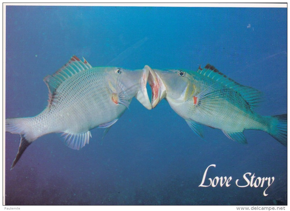 10 CARTES  POSTALES  GLACEES NOUVELLE CALEDONIE POISSONS  NON  ECRITE EDITIONS SOLARIS - New Caledonia