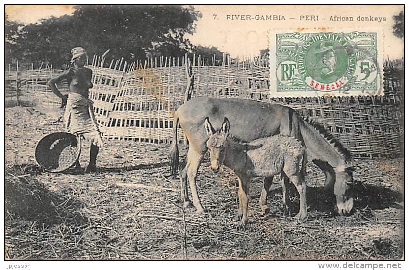 AFRIQUE  GAMBIE  RIVER GAMBIA   PERI  AFRICAN DONKEYS - Gambie