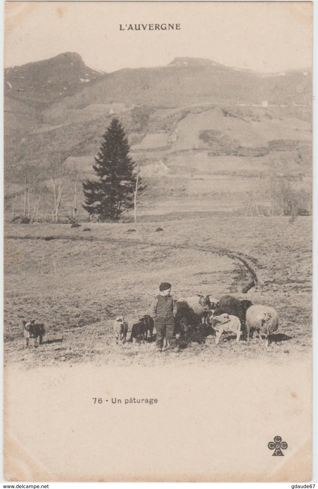 AUVERGNE - UN PATURAGE - Auvergne