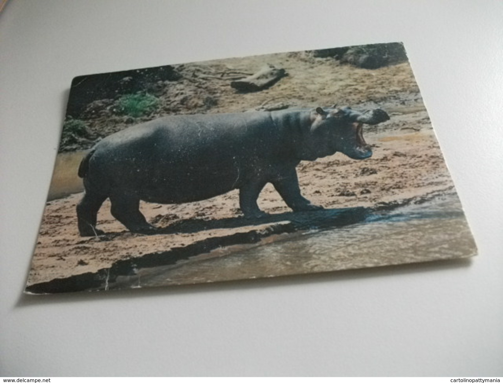 STORIA POSTALE FRANCOBOLLO COMMEMORATIVO  ISRAELE IPPOPOTAMO - Hippopotamuses