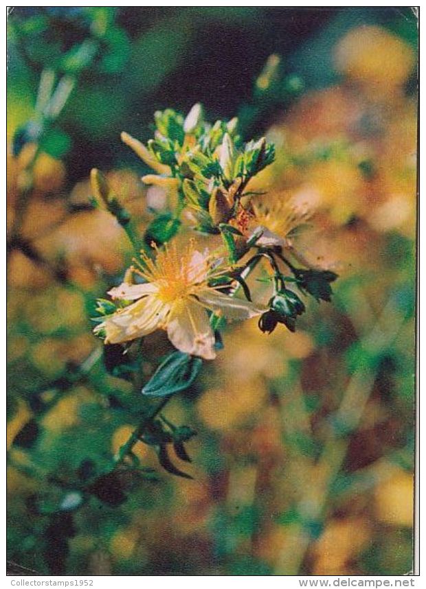 55972- ST JOHN'S WORT, MEDICINAL PLANTS - Geneeskrachtige Planten