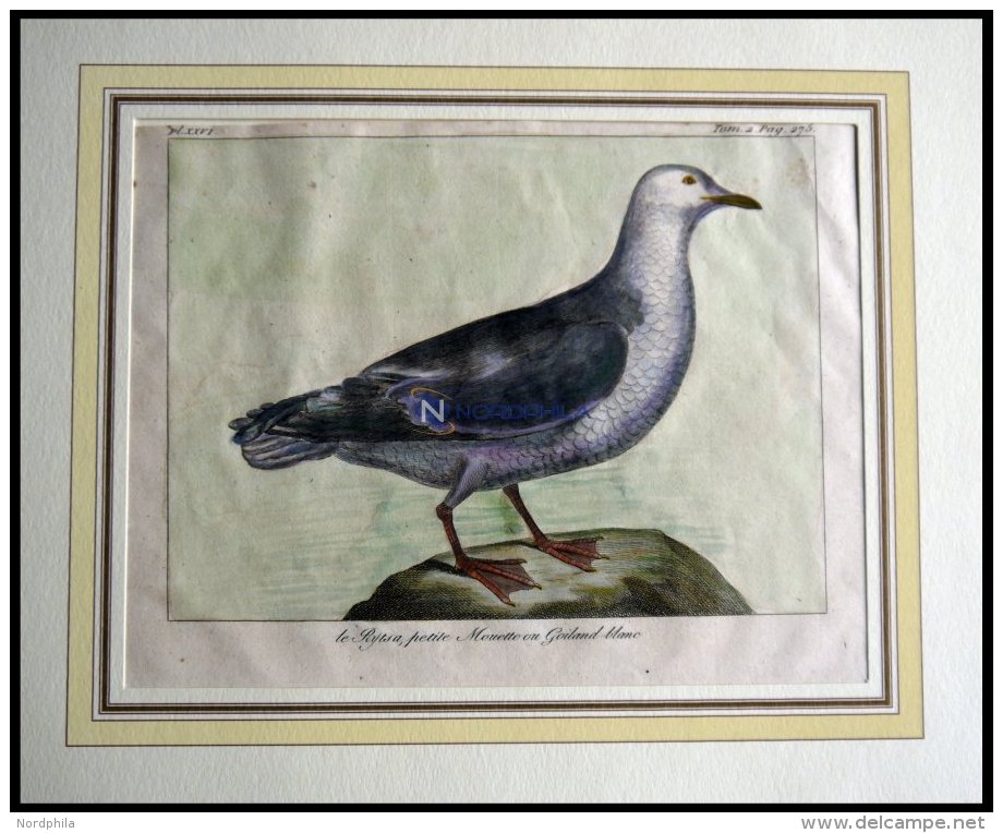 Die M&ouml;we (le Rytsa, Petite Mouette Ou Goiland Blanc), Kolorierter Kupferstich Von Olafsen Aus Atlas Du Voyage En Is - Lithographies