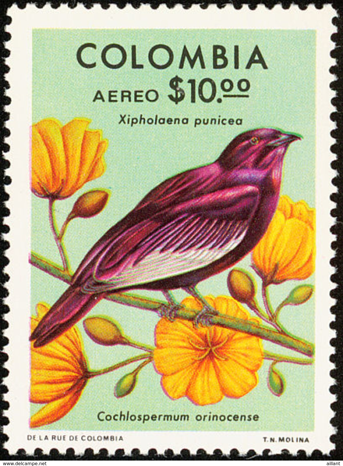 Colombie. Colombia. 1977 Pompadour Cotinga    Xipholena Punicea - Sperlingsvögel & Singvögel