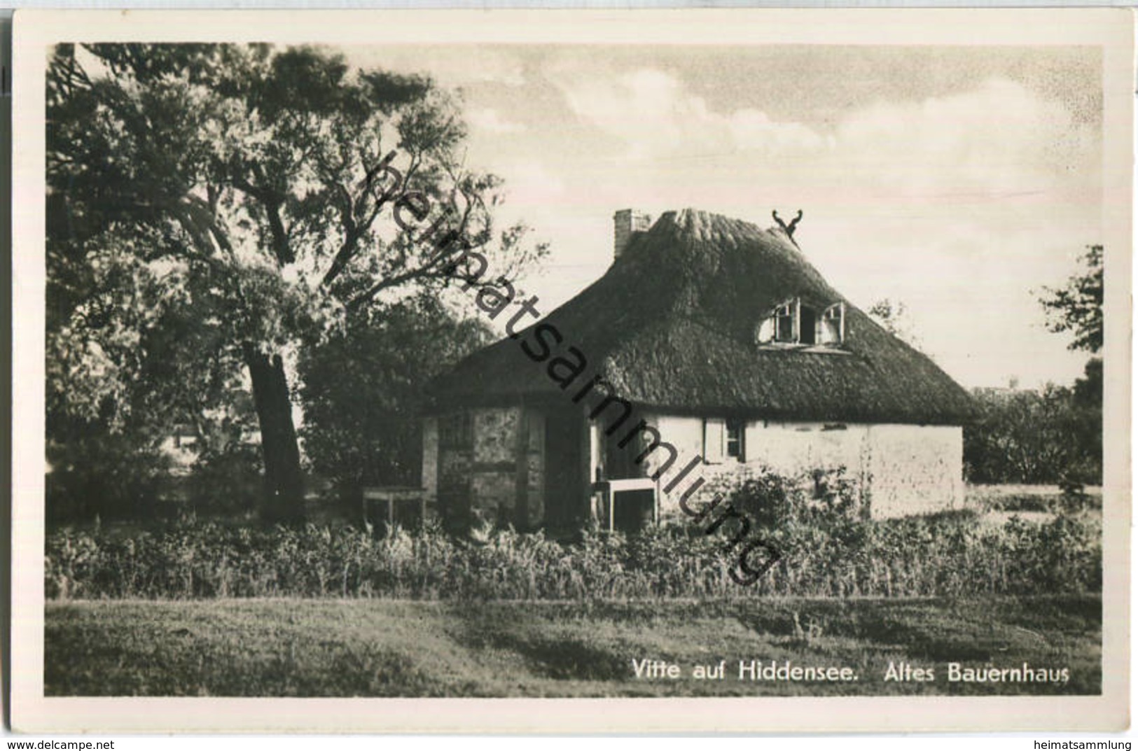 Vitte Auf Hiddensee - Bauernhaus - Foto-Ansichtskarte - Hiddensee