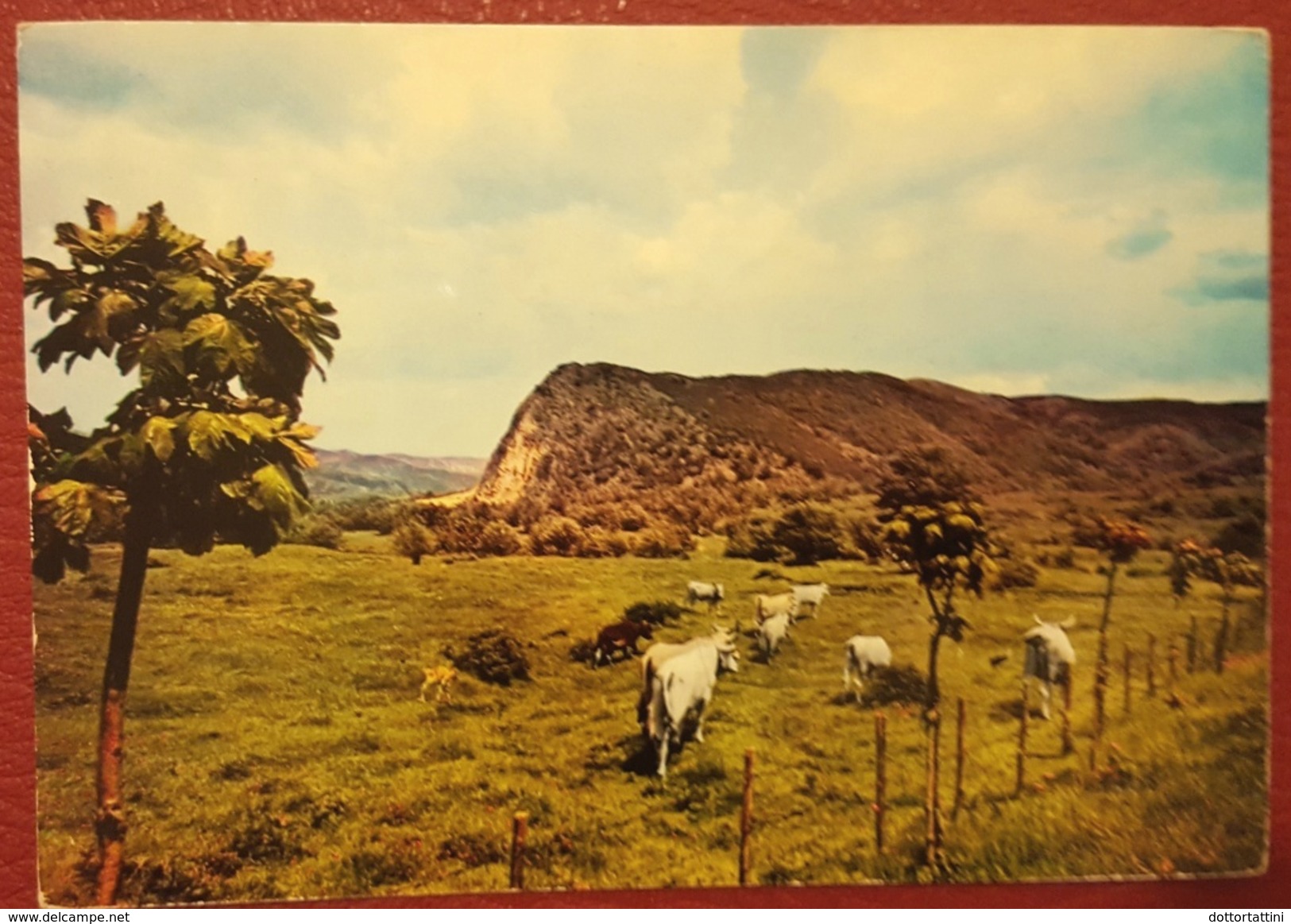 ALTA ROMAGNA - Pascoli Sul Monte Fumaiolo, Nello Sfondo Del Monte Della Moia - Mucche Cows Pasture - Forlì