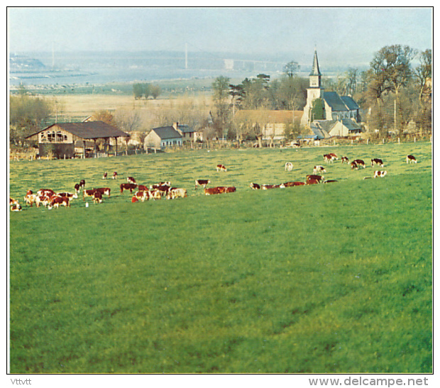 Photo (1972) : EURE, Conquis Sur La Seine, Le Marais Vernier, Face à Tancarville  (11,5 Cm X 13 Cm) Vaches - Non Classés