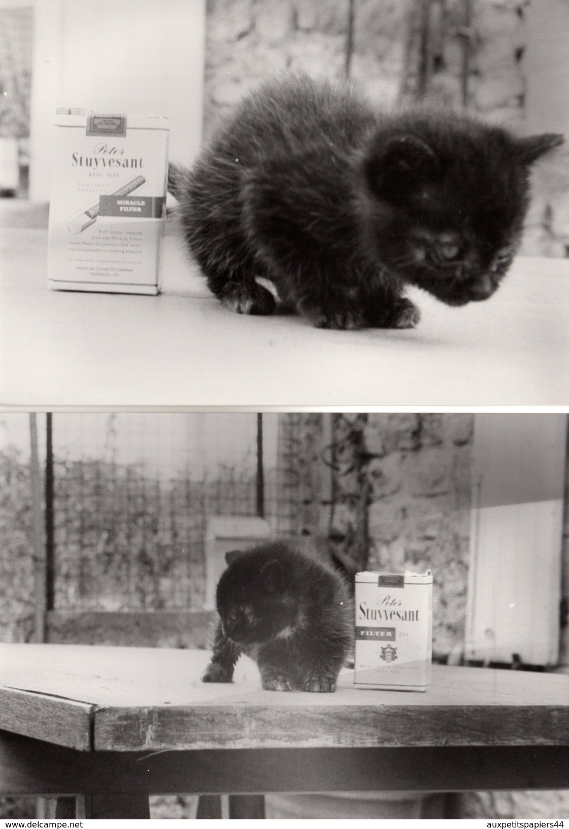 2 Grandes Photos Originales Animaux - Le Mini Chat, à Peine Plus Grand Qu'un Paquet Souple De Peter Stuyvesant En 1984 - Anonieme Personen