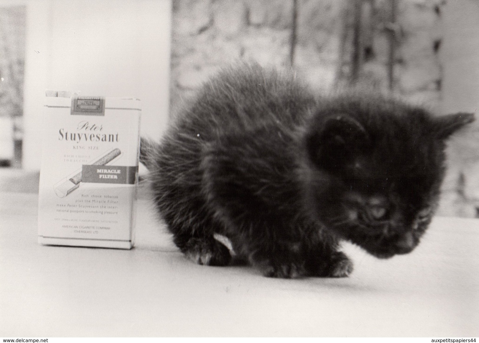 2 Grandes Photos Originales Animaux - Le Mini Chat, à Peine Plus Grand Qu'un Paquet Souple De Peter Stuyvesant En 1984 - Anonieme Personen