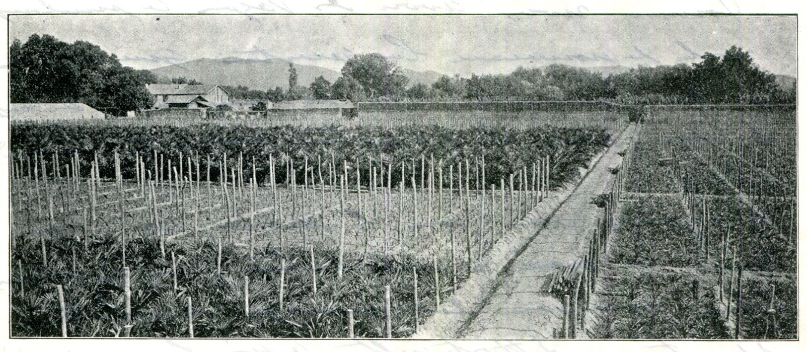 83.VAR.HYERES.ETABLISSEMENT D'HORTICULTURE.H.COUFOURIER CULTURES SPECIALES PH&OElig;NIX & CANARIENSIS. - Agriculture