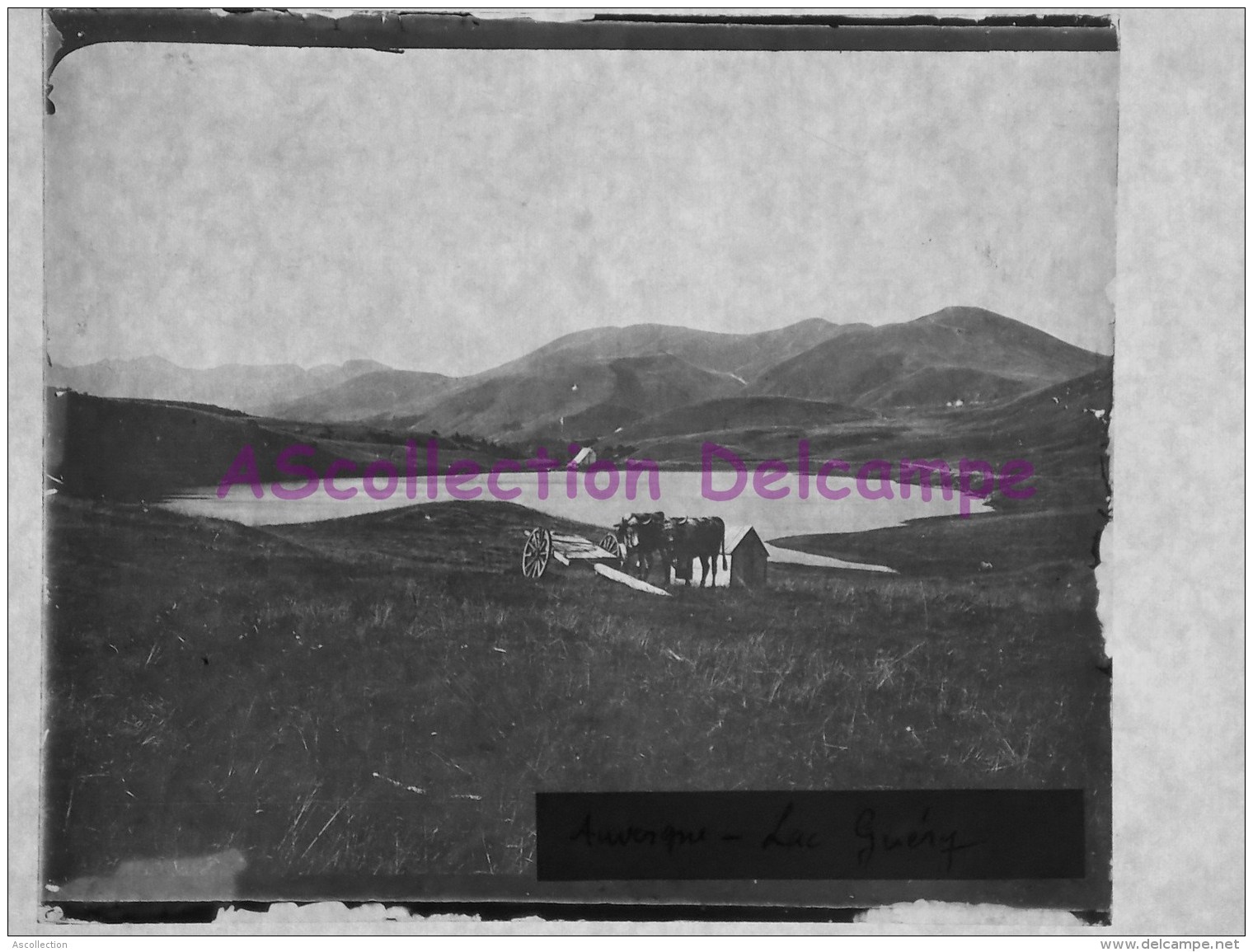 Photo  Sur Plaque De Verre  Auvergne Puy De Dome Lac De Guéry Mont Dore Attelage De Boeufs - Diapositivas De Vidrio