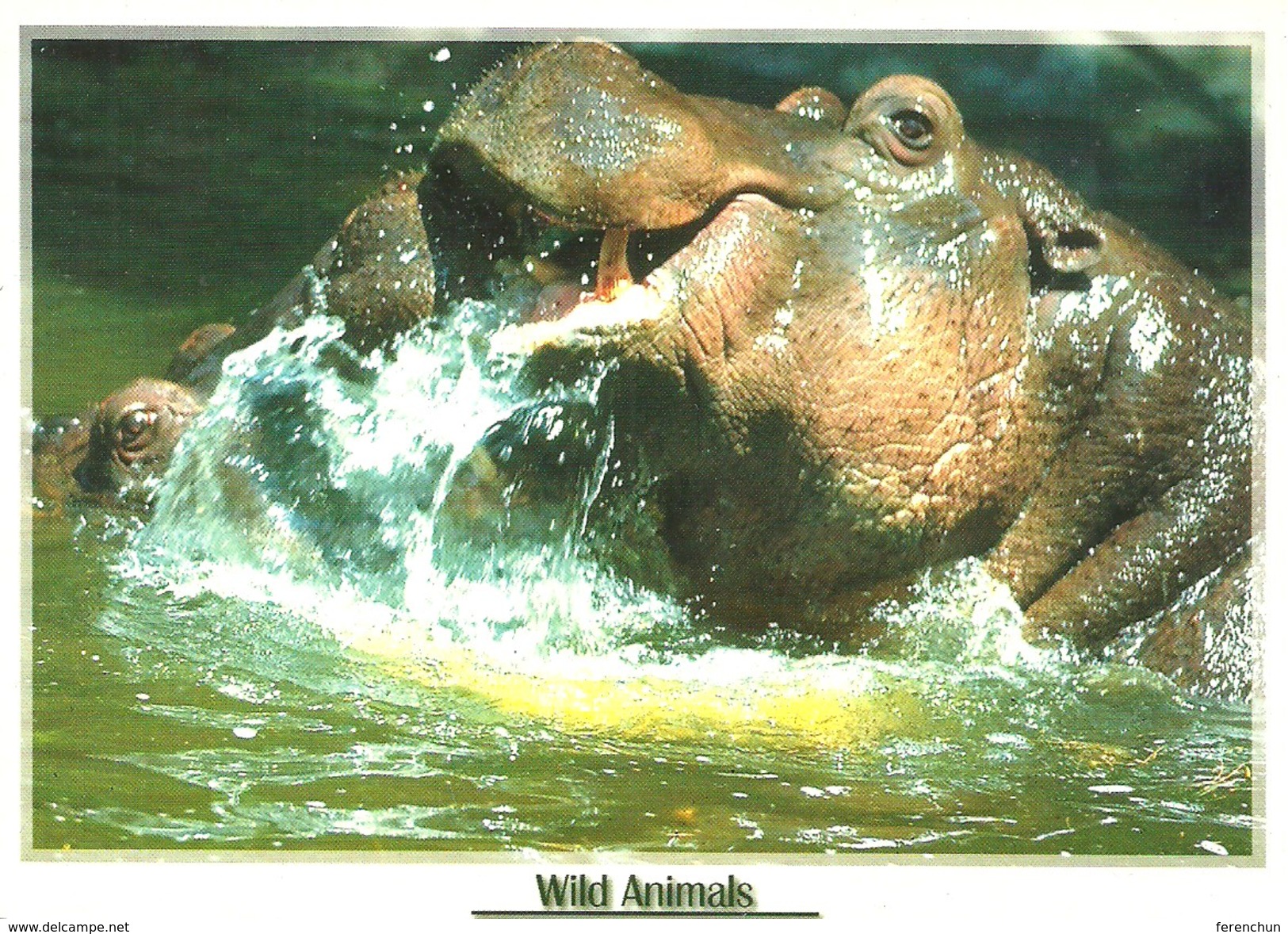 HIPPOPOTAMUS * HIPPO * ANIMAL * Lizzy Card C05 * Hungary - Ippopotami