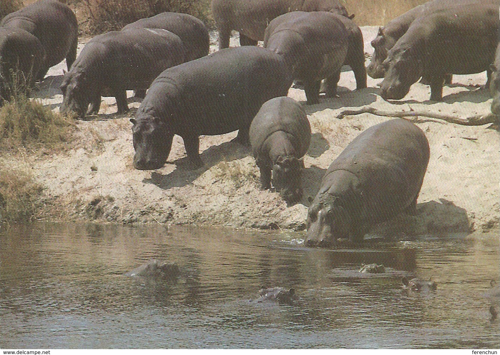 HIPPOPOTAMUS * BABY HIPPO * ANIMAL * KAK 0014 821 * Hungary - Hippopotamuses