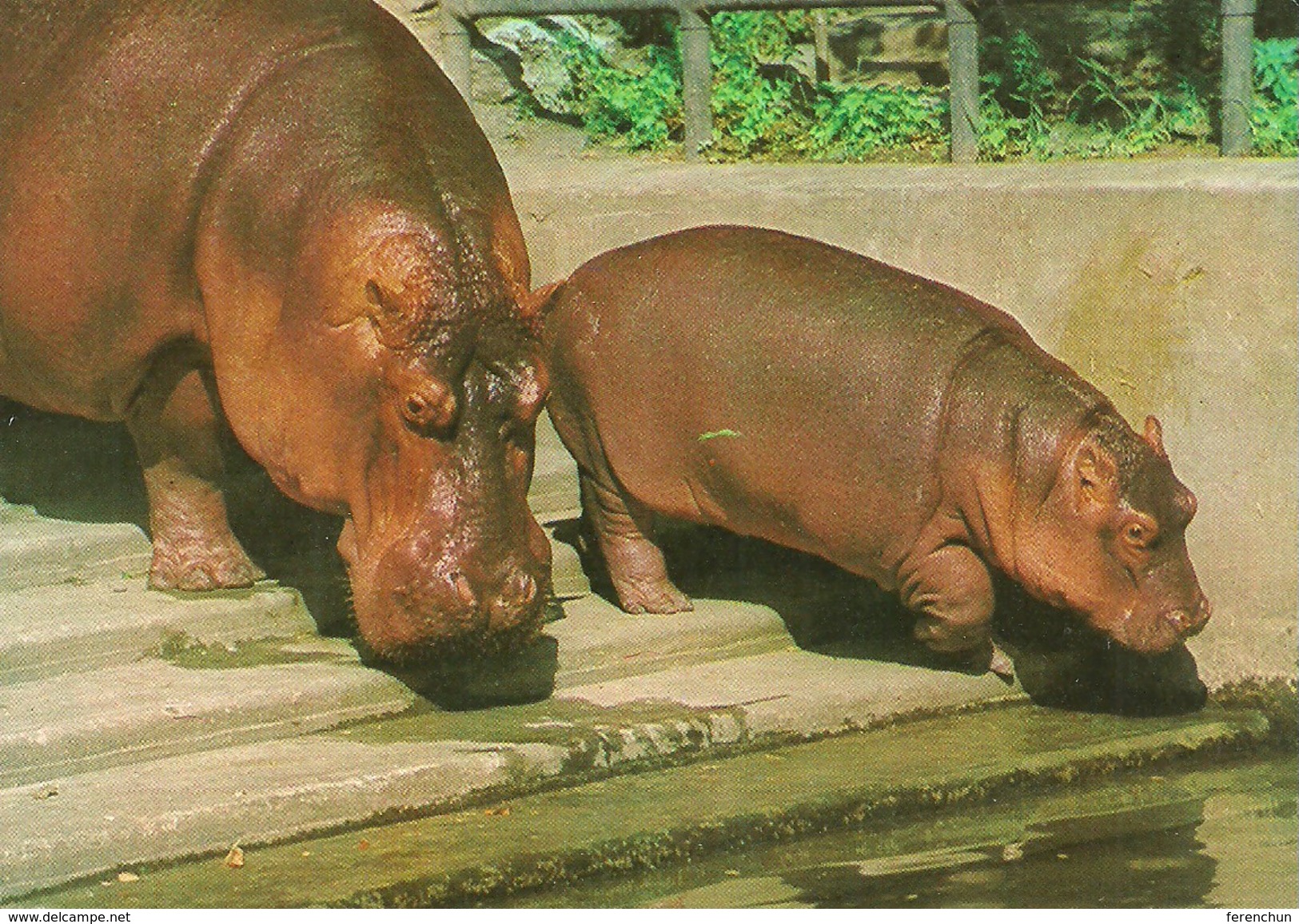 HIPPOPOTAMUS * BABY HIPPO * ANIMAL * ZOO & BOTANICAL GARDEN * BUDAPEST * KAK 0028 712 * Hungary - Ippopotami