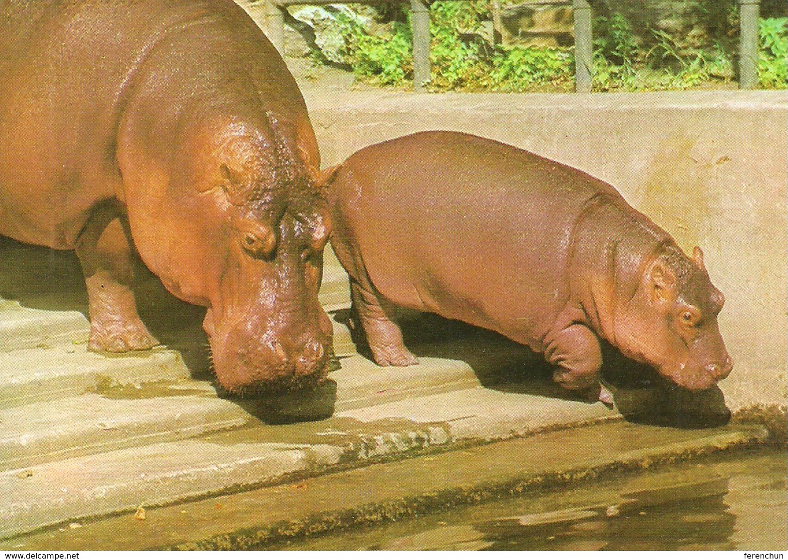 HIPPOPOTAMUS * BABY HIPPO * ANIMAL * ZOO & BOTANICAL GARDEN * BUDAPEST * KAK 0028 751 * Hungary - Hippopotames