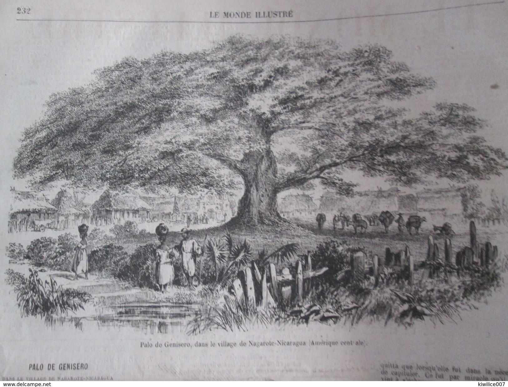 Gravure 1867 Nicaragua   PLAO DE  GENISERO  NAGAROTE Arbre Centenaire Tree Old - Nicaragua