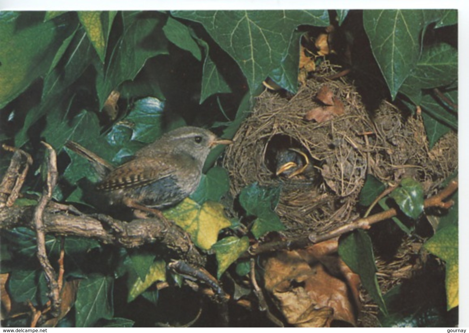 Oiseau : Troglodyte  (troglodytes Troglodytes) Wren (cp Vierge) - Oiseaux